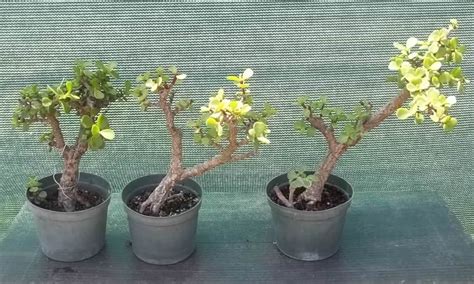 33+ Spekboom Bonsai Care Pics - Hobby plan