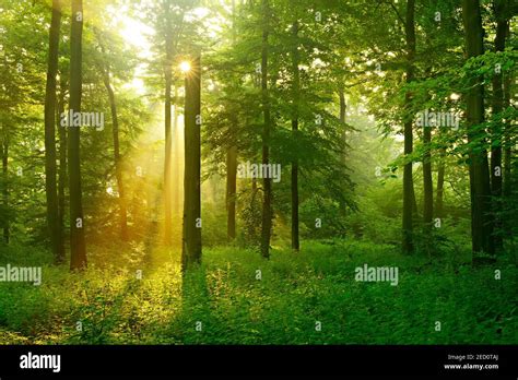 Morning atmosphere in the forest, The sun shines through morning fog, Beech forest, Deister ...