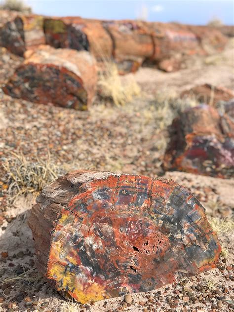 Exploring The Crystal Forest At Petrified Forest National Park