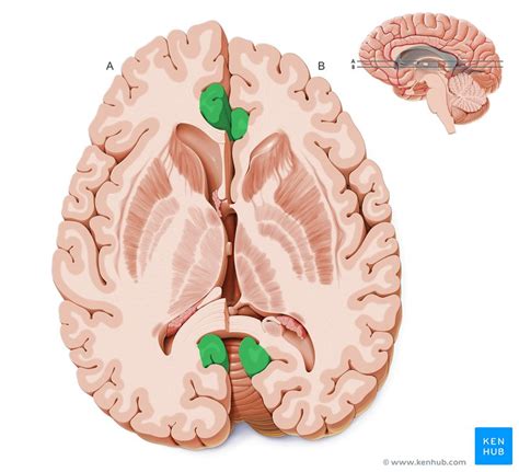 Cingulate Gyrus Anatomy