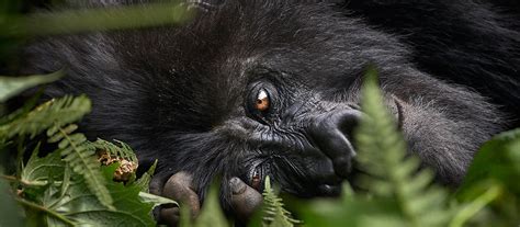 Rwanda Safaris: Best Gorilla Tours & Wildlife Safaris 2023/24