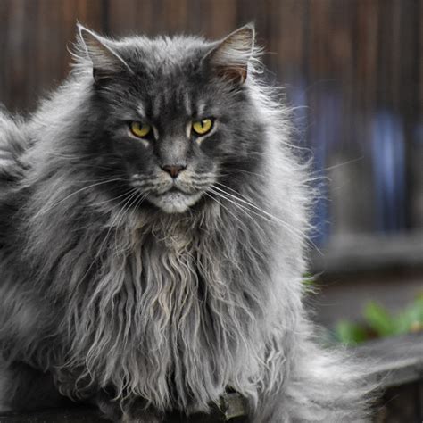 How to Identify Cat Breeds: From Ear Tufts to Fluffy Tails - PetHelpful