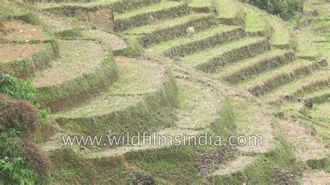 Step farming in India - Paddy fields around Boleng in Arunachal Pradesh - YouTube