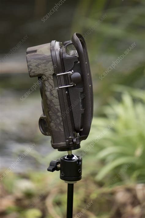 Wildlife trap camera - Stock Image - C051/4546 - Science Photo Library