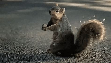 Shipit Squirrel GIF - SHIPIT SQUIRREL SHIP IT SQUIRREL - Discover & Share GIFs