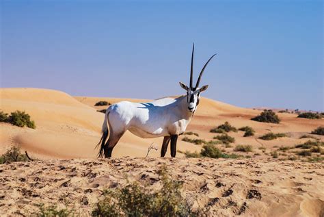 Arabian oryx facts