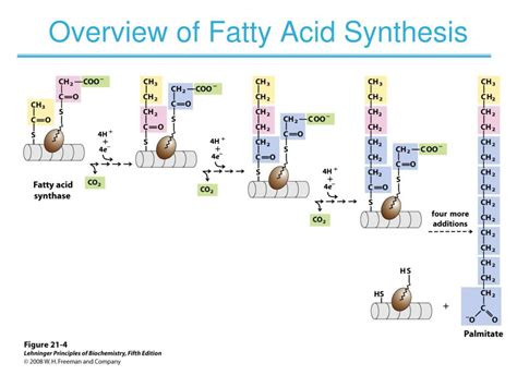 PPT - CHAPTER 21 Lipid Biosynthesis PowerPoint Presentation, free ...