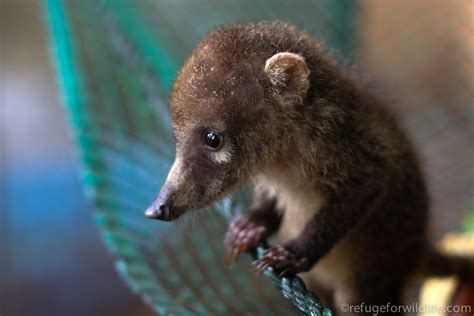 Rescue & Release of Five Orphaned Pizotes – IAR Costa Rica