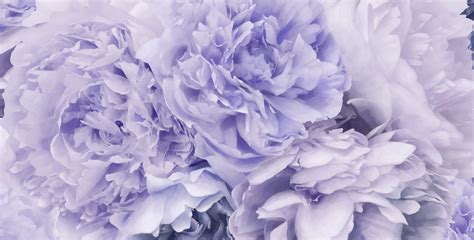 Peony Wallpapers - 4k, HD Peony Backgrounds on WallpaperBat