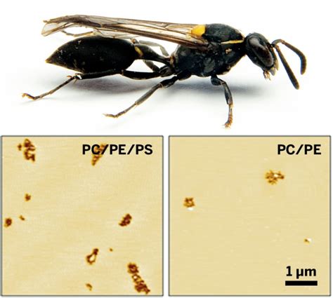 Wasp Venom Peptide Selectively Punctures Cancer Cell Membranes