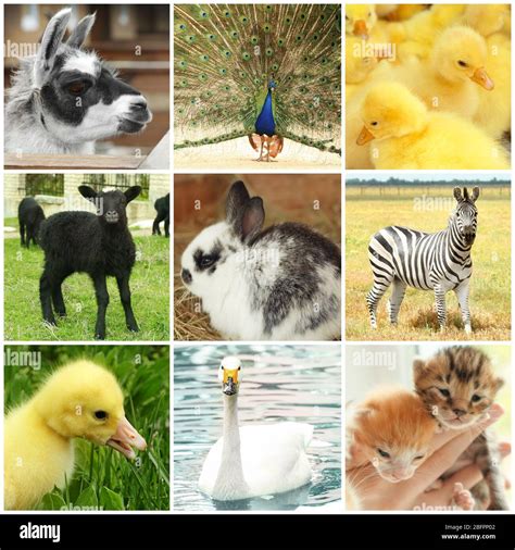 Different animals collage hi-res stock photography and images - Alamy