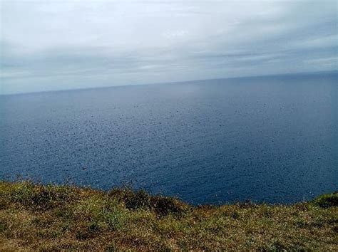 Kapiti Island Ferry - Rangatira Point - Incl. Return - Epic deals and ...