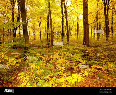 Autumn Colour in Burnham Beeches Forest, Buckinghamshire, UK Stock ...