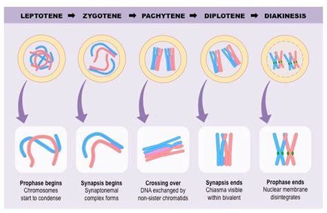 prophase one | Meiosis, Study biology, Biology notes