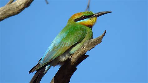 The Grenfell Region - Grenfell Hall Bed & Breakfast - Grenfell NSW