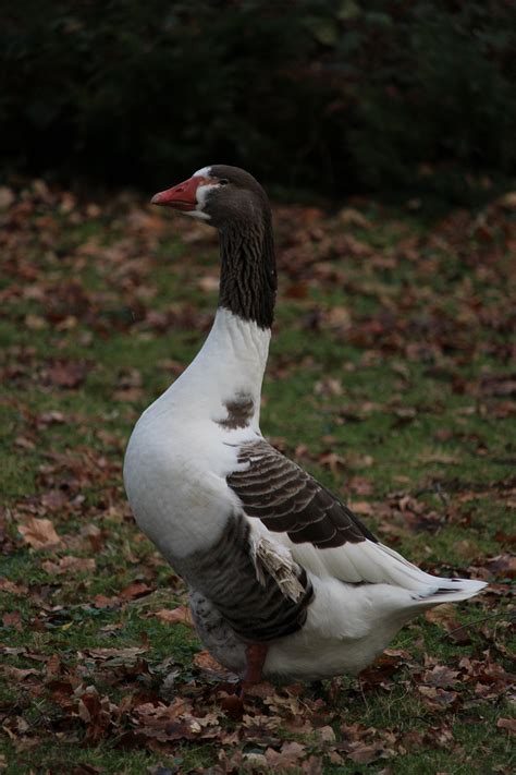 Photo of Geese on Water · Free Stock Photo