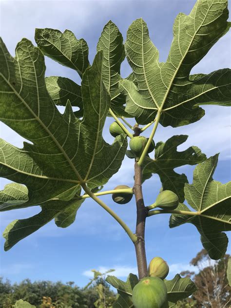 Ficus carica 'Brown turkey' - Fig 'Brown turkey' - Tauranga Tree Co