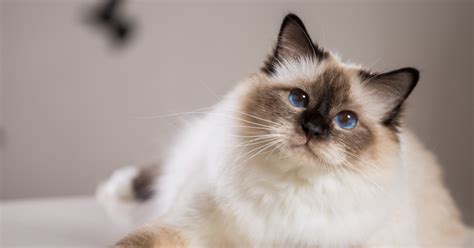 Top 10 Friendliest Cat Breeds — Pumpkin®