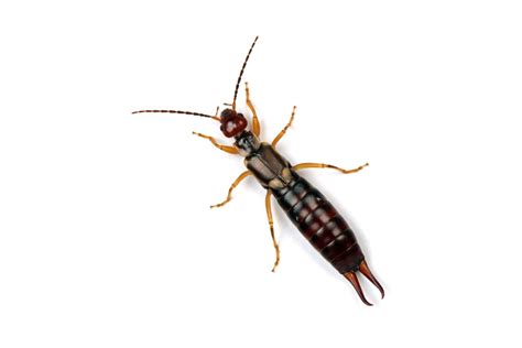 Signs of an Earwig Problem | AAI Pest Control - Pest Control Company ...