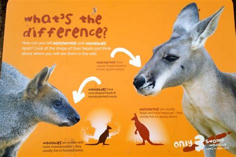 Kangaroo vs Wallaby | Flickr - Photo Sharing!