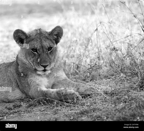 Pride of lions are an iconic sight in Africa Stock Photo - Alamy