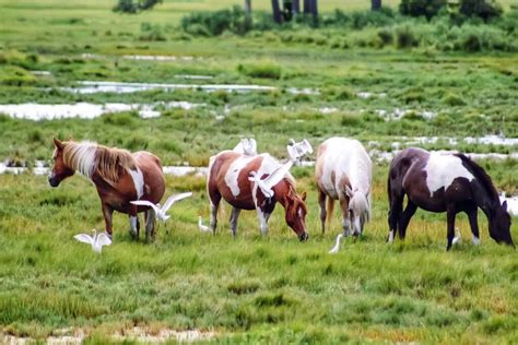 Top things to do on Chincoteague Island - Skylar Aria’s Adventures