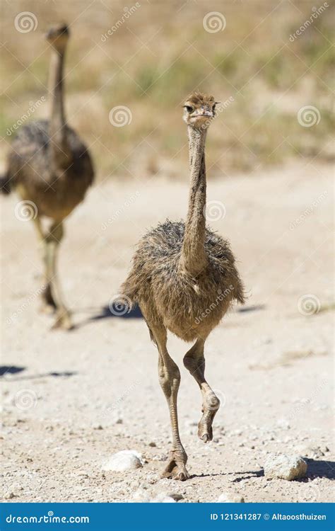 Family of Ostrich Chicks Running after Their Parents in Dry Kalahari Sun Stock Image - Image of ...