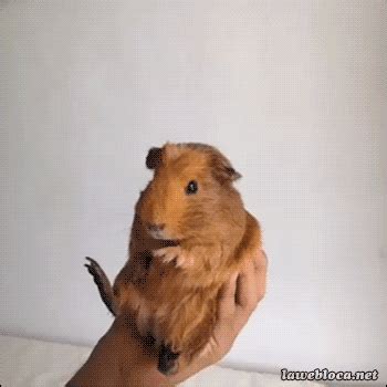 Guinea Pig GIF - Find & Share on GIPHY