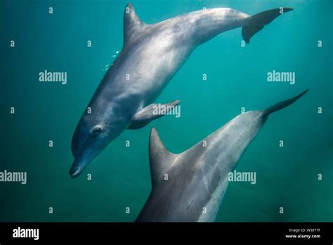 Bottle nose Dolphins swimming underwater near the surface Stock Photo ...