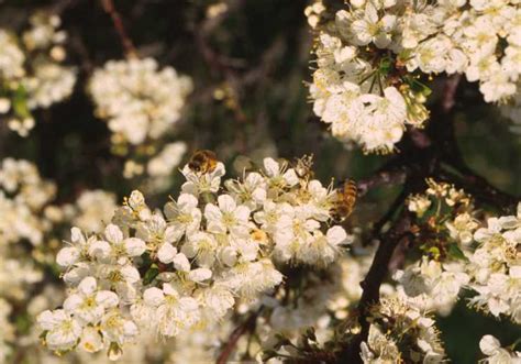 Photos - Beach Plum: Small farm sustainability through crop ...