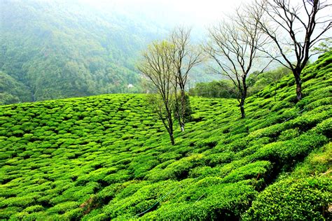 Tea garden,Darjeeling,WB,. - PixaHive