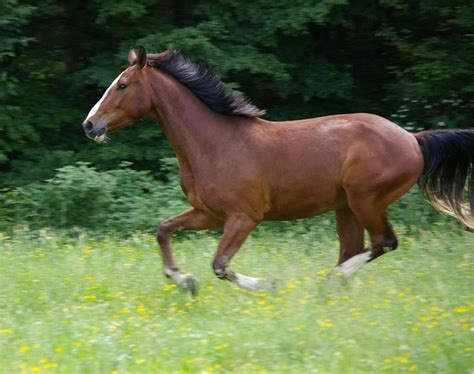 Horse gallop animal Free stock photos in JPEG (.jpg) 2222x1757 format for free download 1,016.99KB