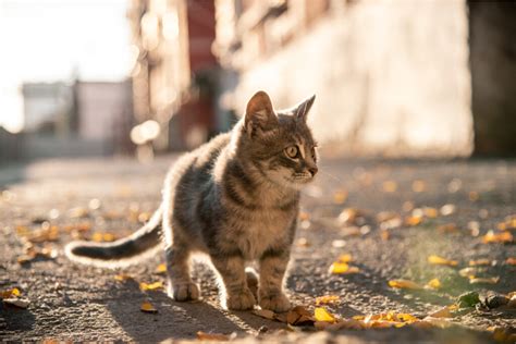 10 habilidades increíbles de los gatos - Mis Animales