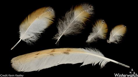 Barn owl feathers are super soft and have a special inward curve that ...