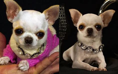 World's smallest living dog is 9-cm Chihuahua | Pilipino Star Ngayon