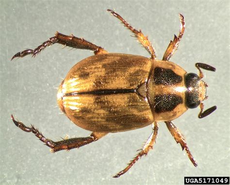 oriental beetle (Exomala orientalis)