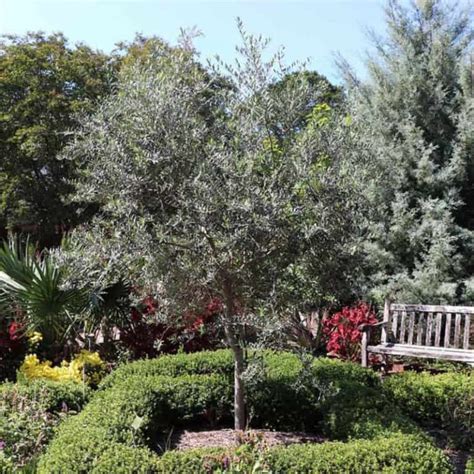 6 Best Varieties of Olive Trees to Grow in Texas