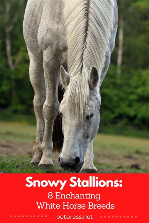 Snowy Stallions: 8 Enchanting White Horse Breeds