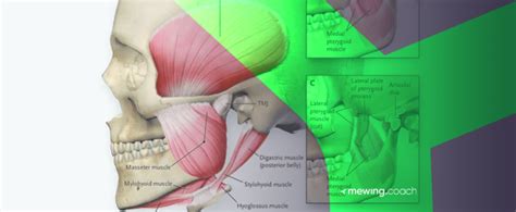 Is It a Myth, or Can You Grow Your Jaw Muscles? | Mewing.coach