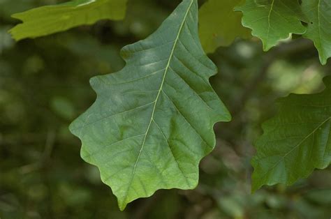 Field Biology in Southeastern Ohio: Oaks of Ohio