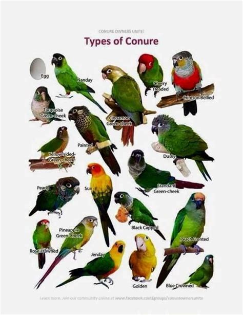 Different Types of Conures | AJ Amino Amino