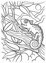 Chameleon Image To Color  Free Printable Coloring Pages sketch template
