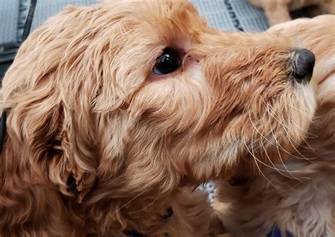 Golden Doodle Puppy Free Stock Photo - Public Domain Pictures