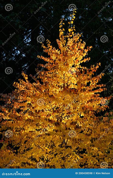 Fall Color with Sun Highlighting the Colorful Leaves of a Katsura Tree Stock Photo - Image of ...