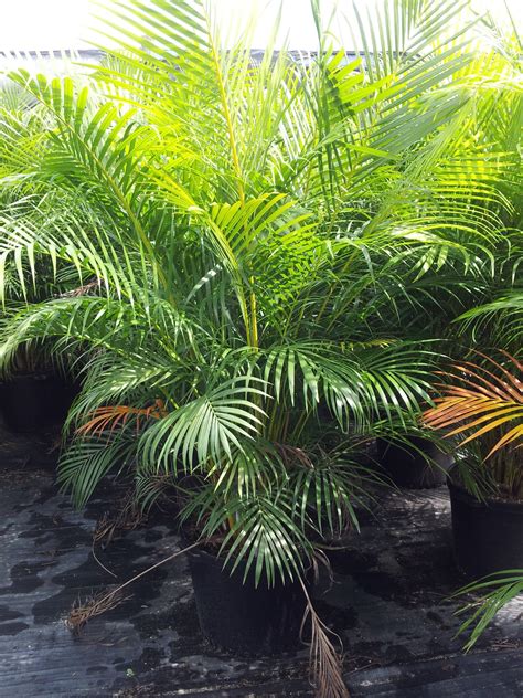 Miami Tropical Plants - Tropical Plant Company in Miami