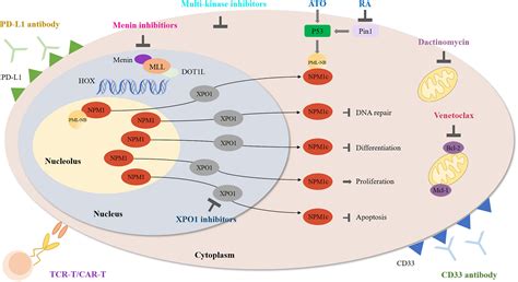 Frontiers | Targeted therapy in NPM1-mutated AML: Knowns and unknowns