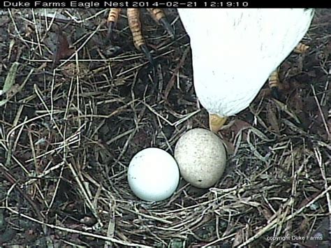 Duke Farms Eagle Nest Update | The Meadowlands Nature Blog