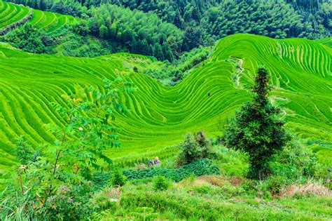 Guilin Longji Rice Terraces - China Tours @WestChinaGo