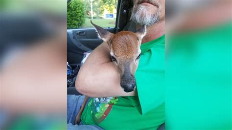 Baby deer found near Falls Lake - ABC11 Raleigh-Durham