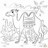 18  Camel Coloring Pages KayleyMelek sketch template